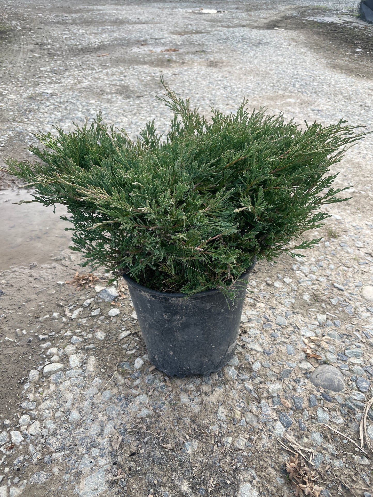 Juniperus horizontalis 'Plumosa Compacta Youngstown'