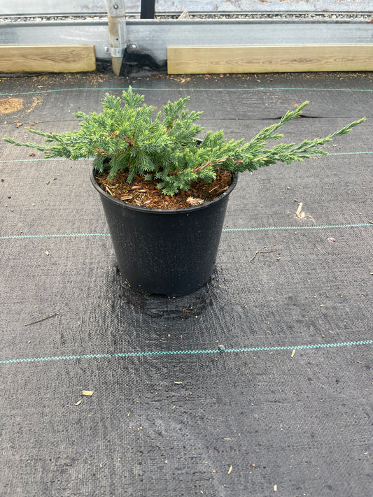 Juniperus procumbens 'Nana'