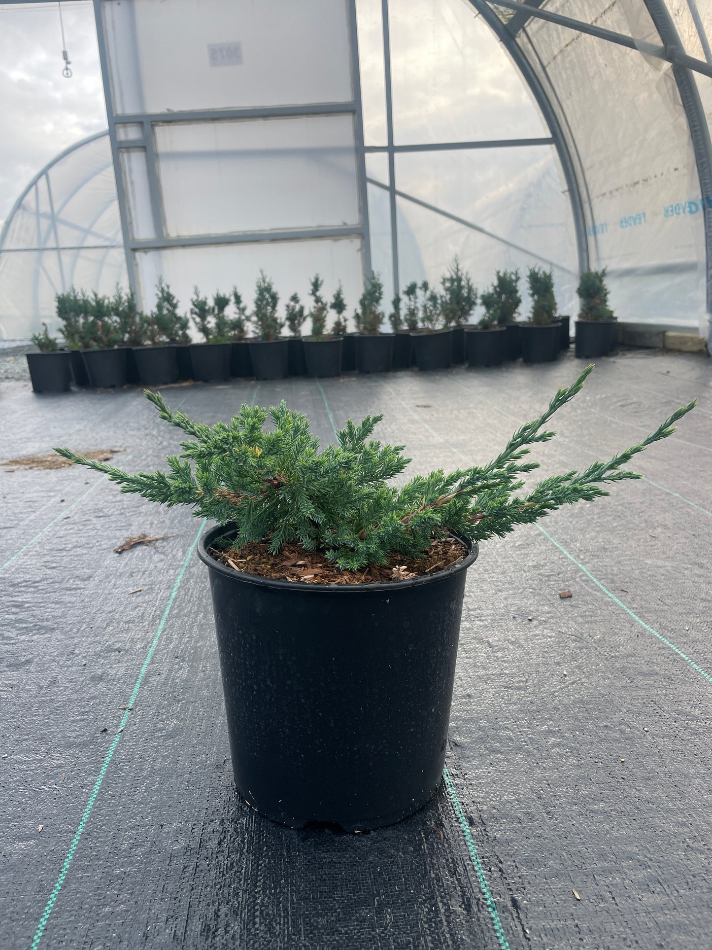 Juniperus procumbens 'Nana'