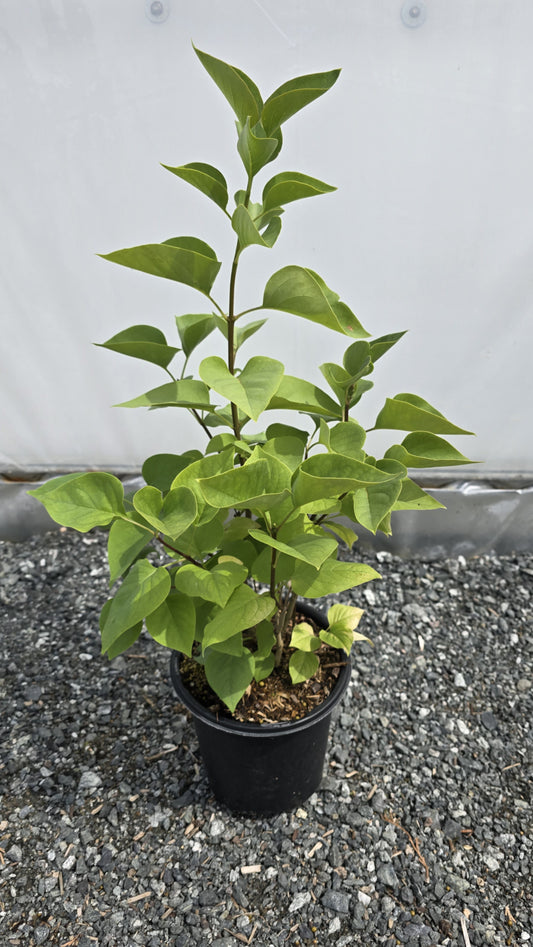 Syringa vulgaris 'Katherine Havemeyer'
