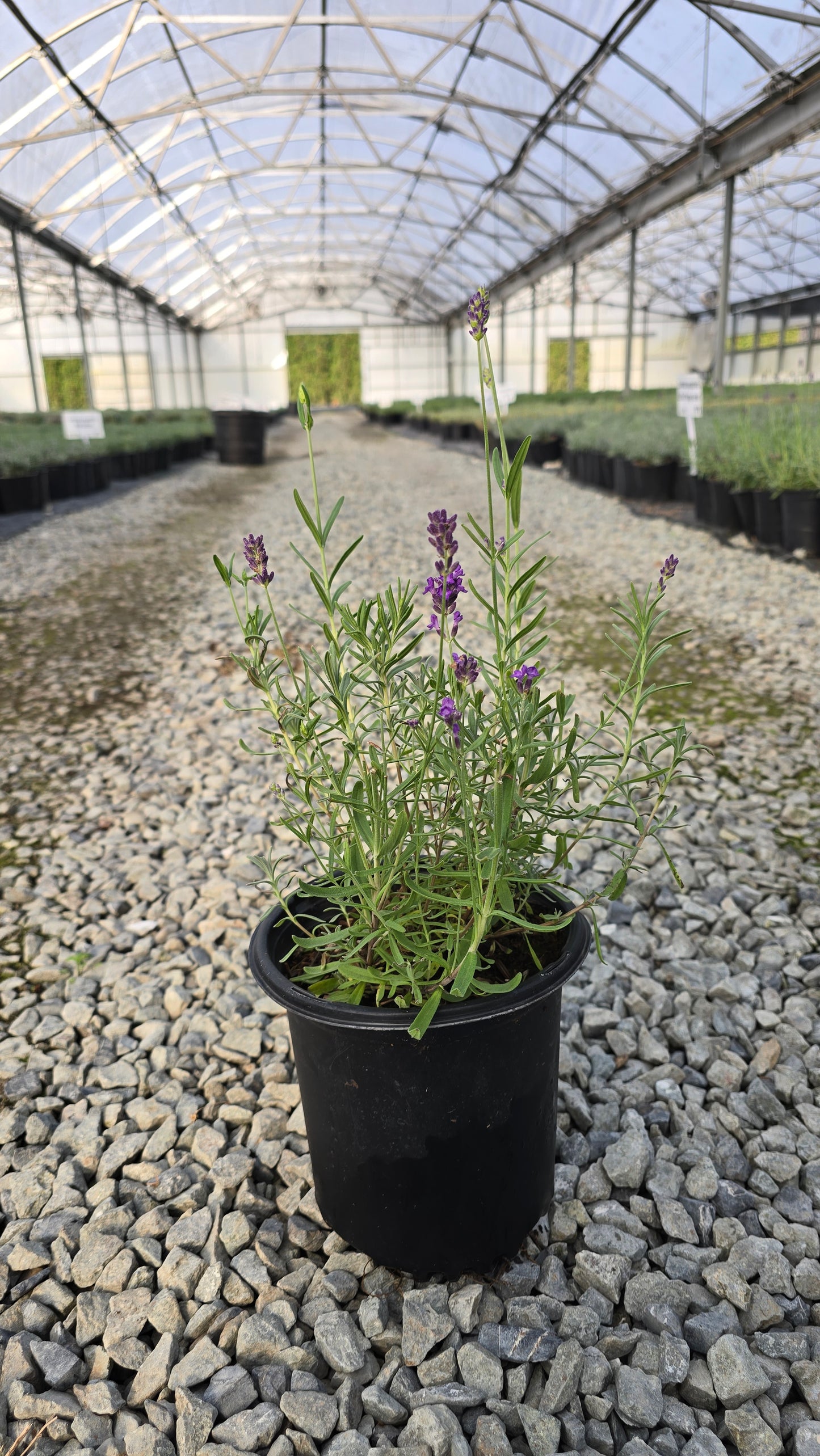 Lavandula angustifolia Big Time Blue 'Armtipp01'