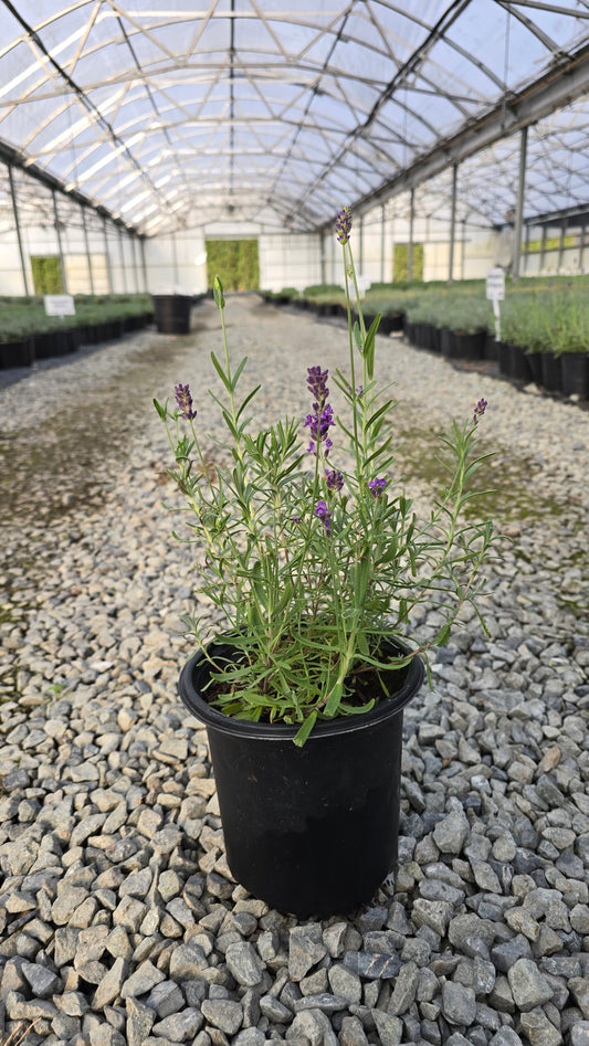 Lavandula angustifolia Big Time Blue 'Armtipp01'