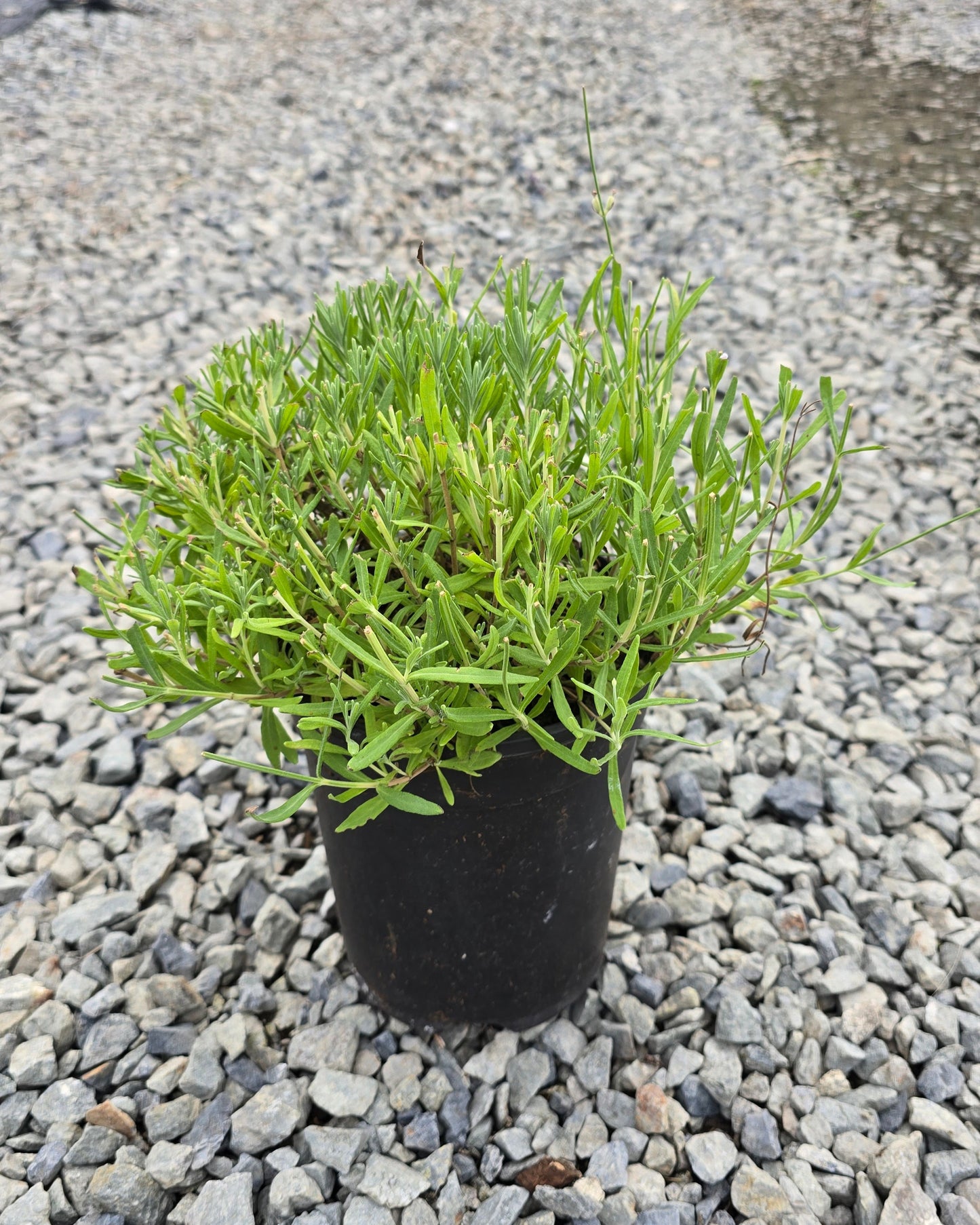 Lavandula angustifolia Big Time White