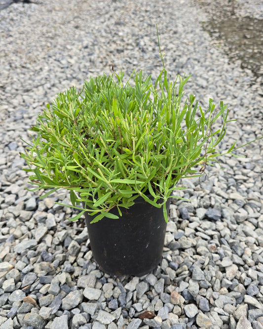 Lavandula angustifolia Big Time White