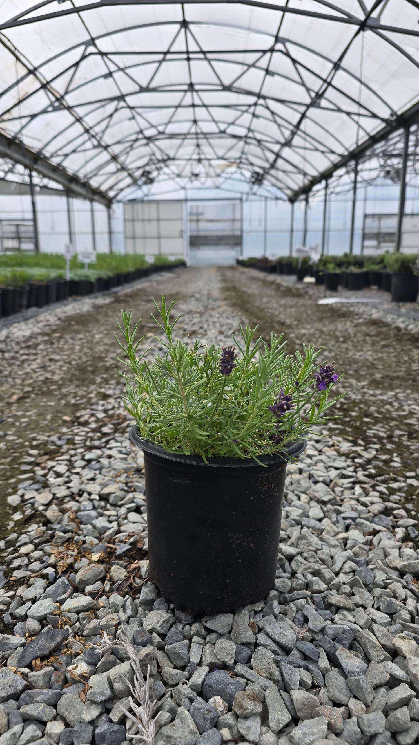 Lavandula angustifolia LaDiva 'Eternal Elegance'