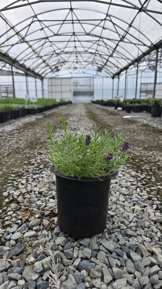 Lavandula angustifolia LaDiva 'Eternal Elegance'