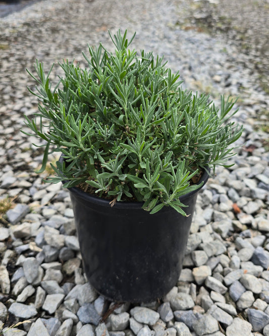 Lavandula angustifolia 'Hidcote'