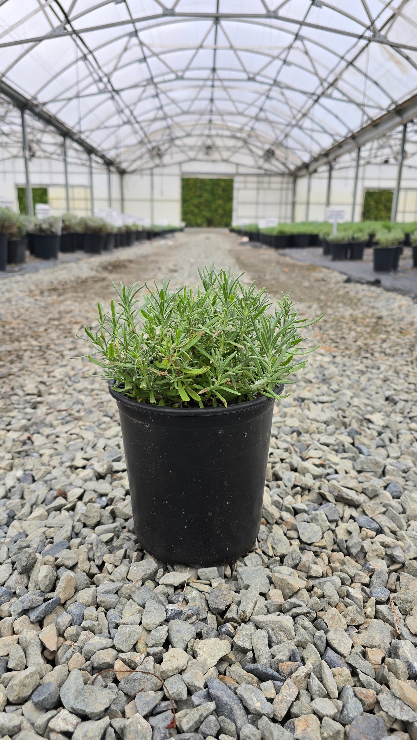 Lavandula angustifolia 'Munstead'