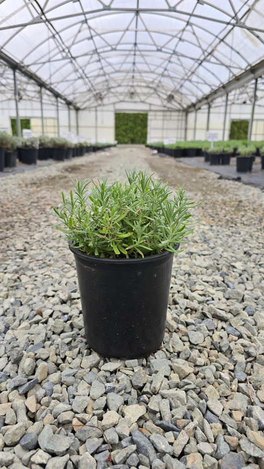 Lavandula angustifolia 'Munstead'
