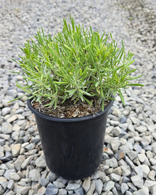 Lavandula intermedia 'Phenomenal'