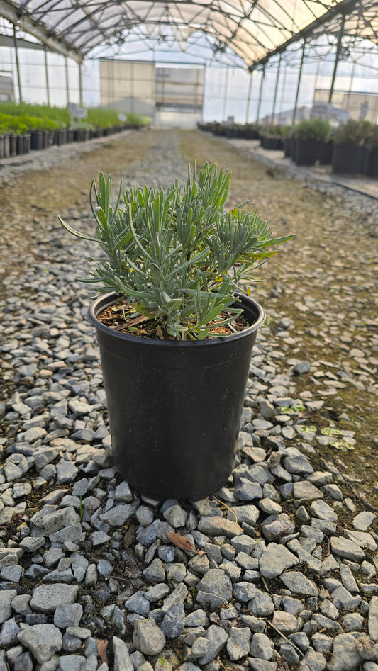 Lavandula intermedia 'Provence'