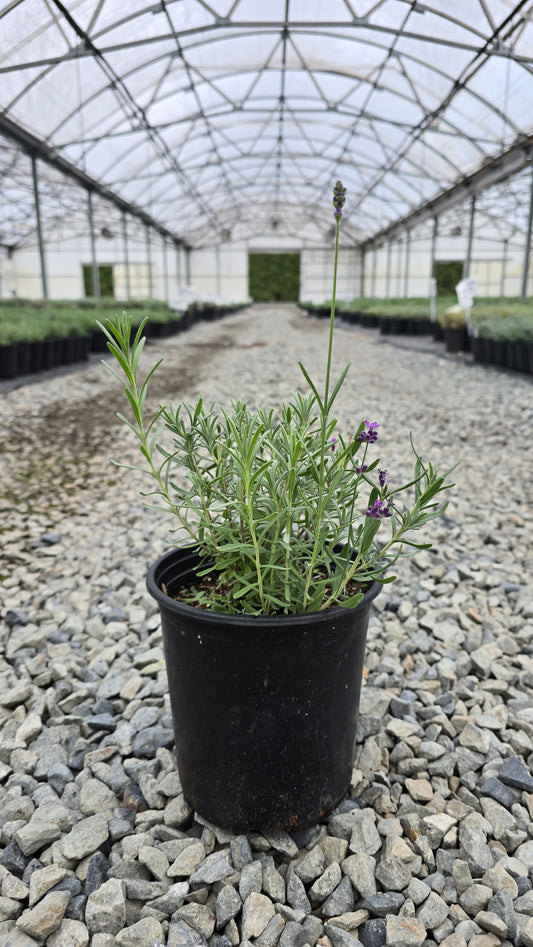 Lavandula angustifolia LaDiva 'Vintage Violet'