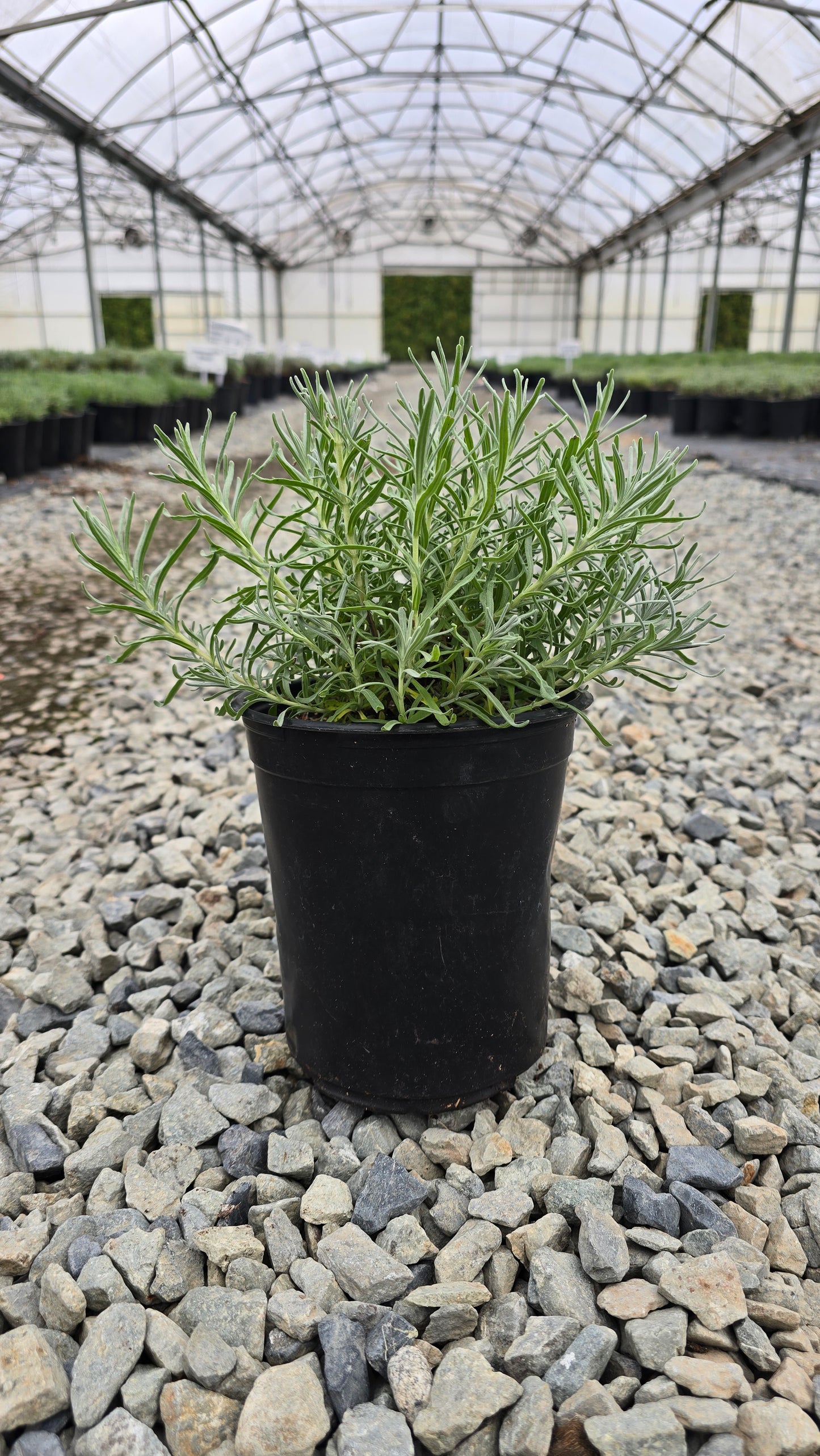 Lavandula angustifolia Blue Jeans ('Lavval') PP31495