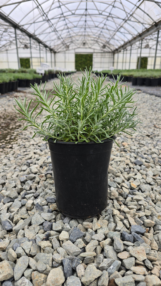 Lavandula angustifolia Blue Jeans ('Lavval') PP31495