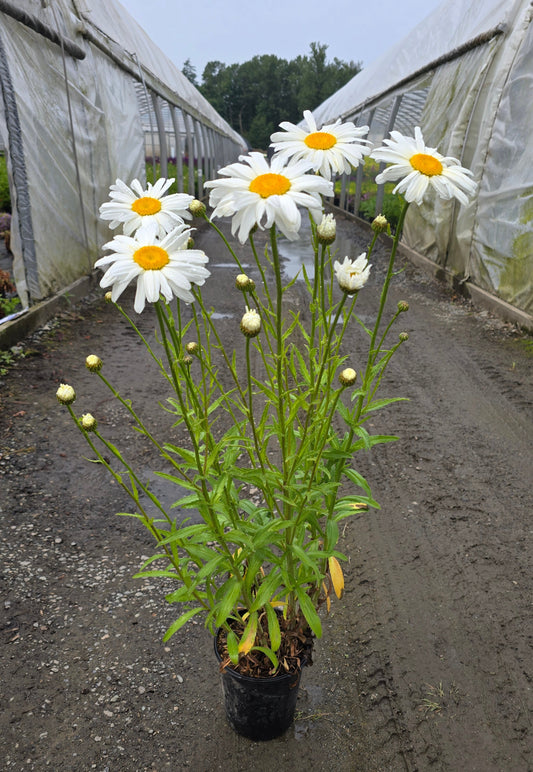 Leucanthemum superbum FlowerPower™
