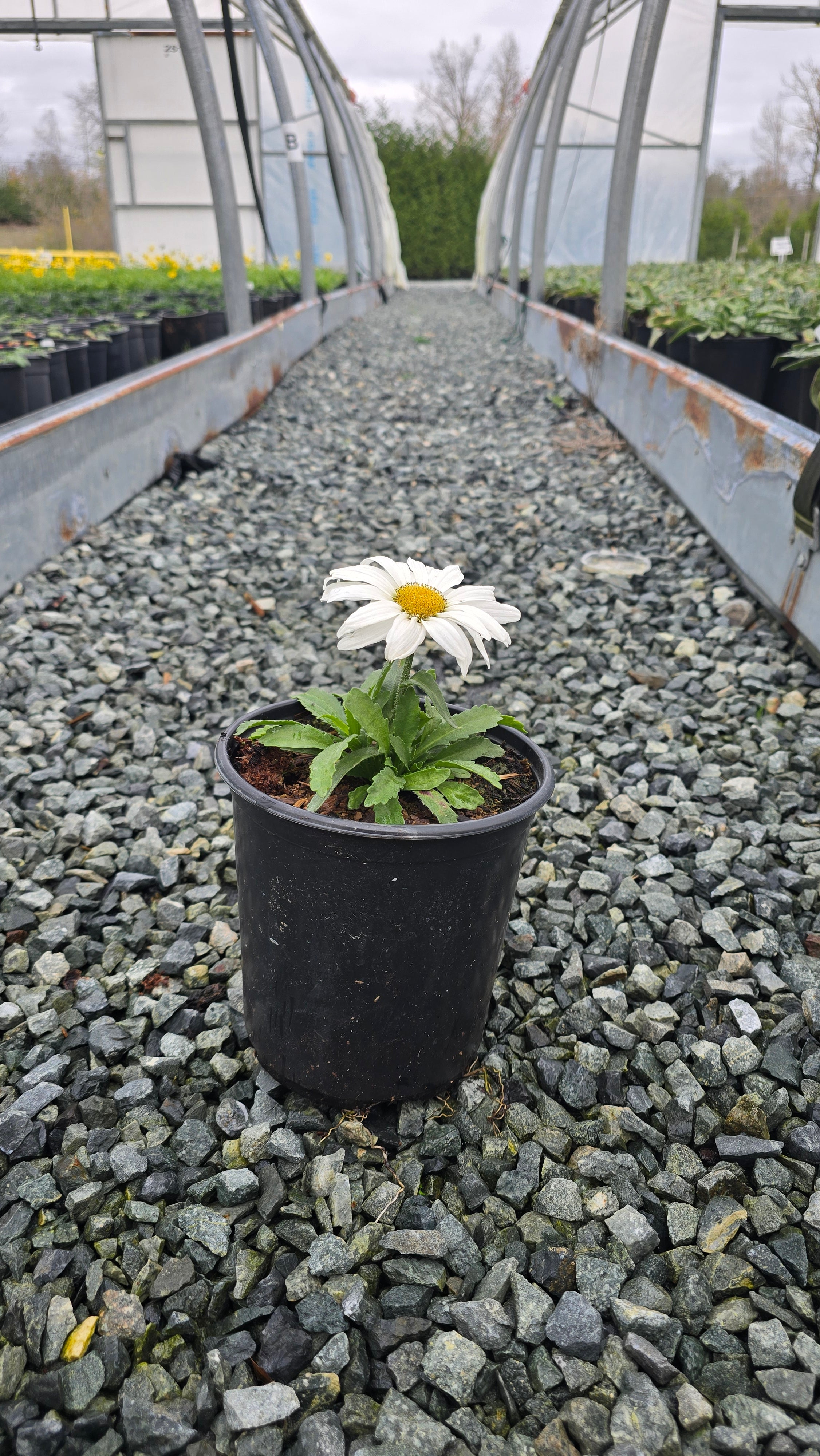 Leucanthemum superbum Luna