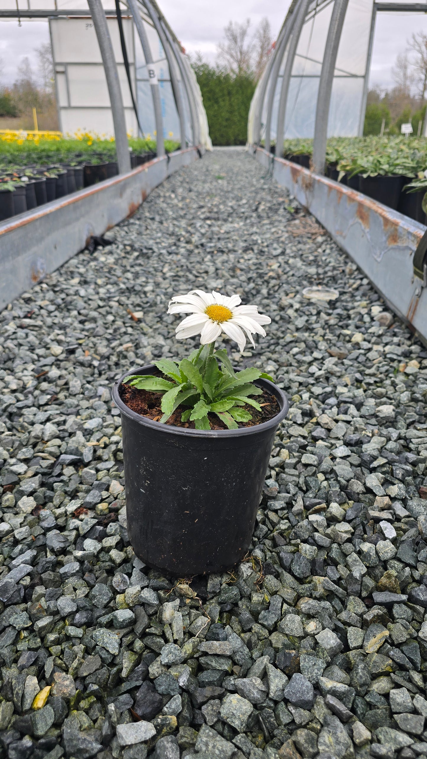 Leucanthemum superbum 'Luna'