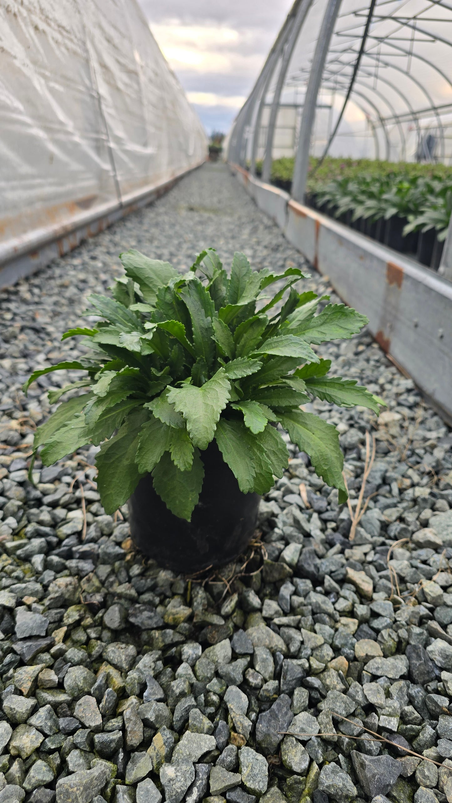 Leucanthemum superbum ‘Snowcap'