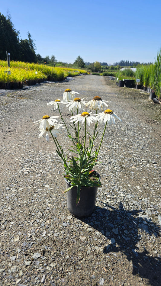 Leucanthemum superbum Sweet Daisy™ 'Birdy'