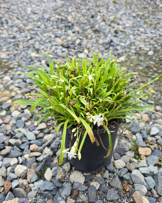 Lychnis viscaria Snow Cloud ('Yantis')