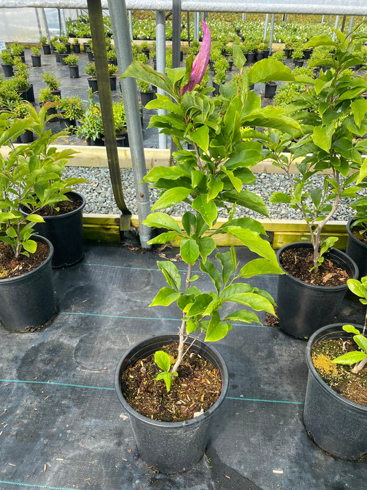 Magnolia hybrid 'Susan'