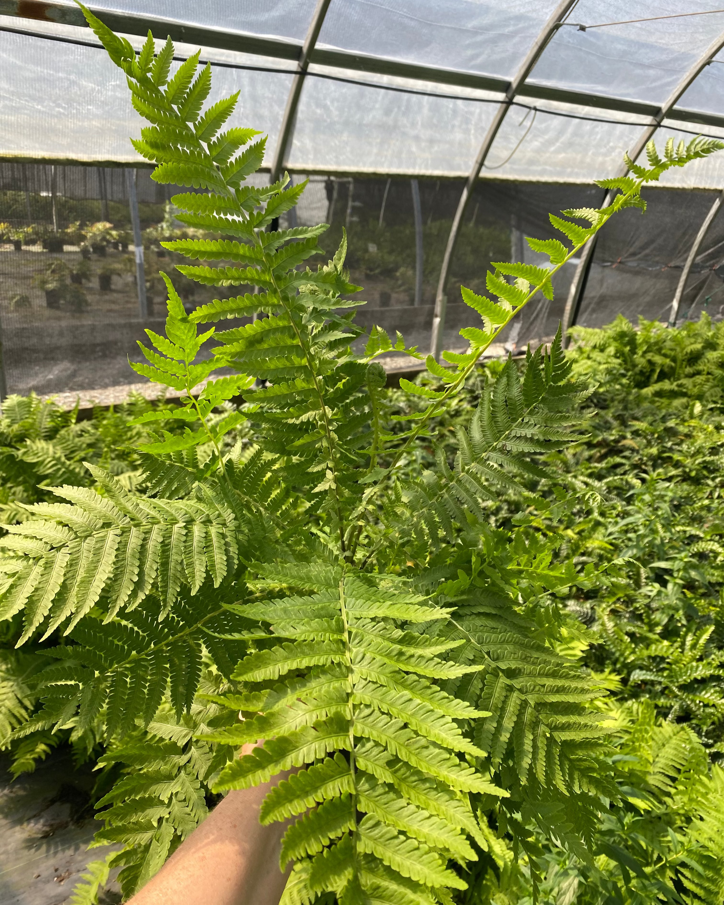Fern - Matteuccia struthiopteris - Ostrich Fern