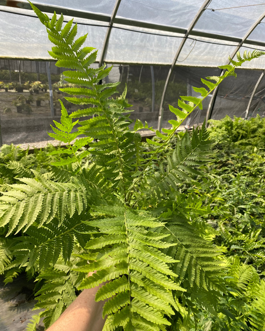 Fern - Matteuccia struthiopteris - Ostrich Fern