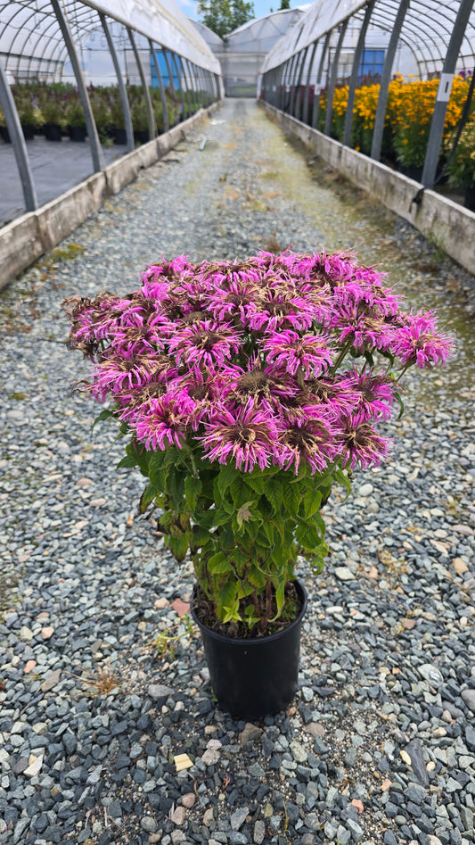 Monarda didyma BeeMine™ Pink ('Balbeemin') PP33916