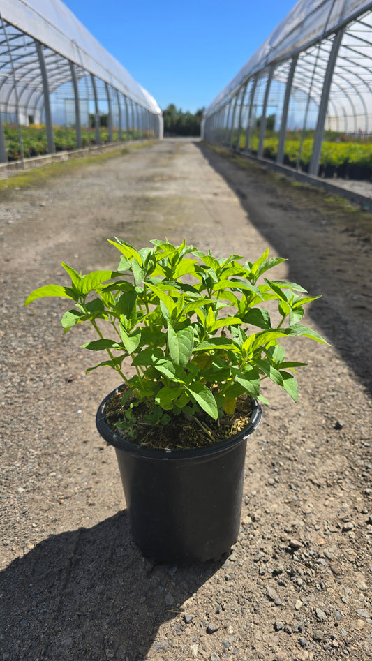 Monarda didyma BeeMine™ Red ('Balbeemed') PP33917