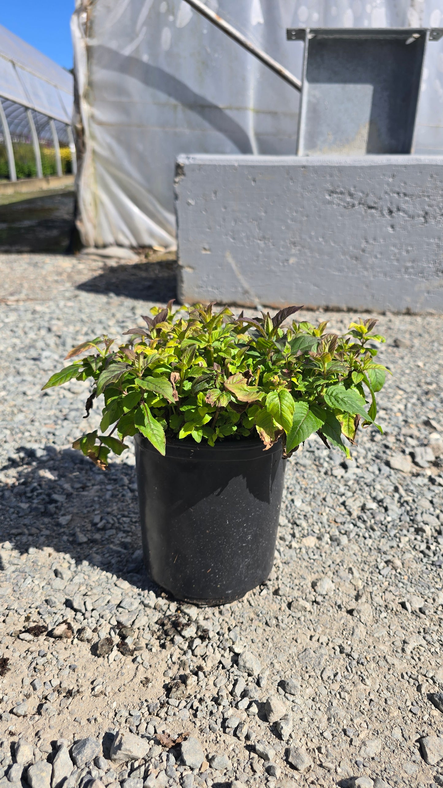 Monarda hybrid Sugar Buzz® 'Rockin' Raspberry' PPAF