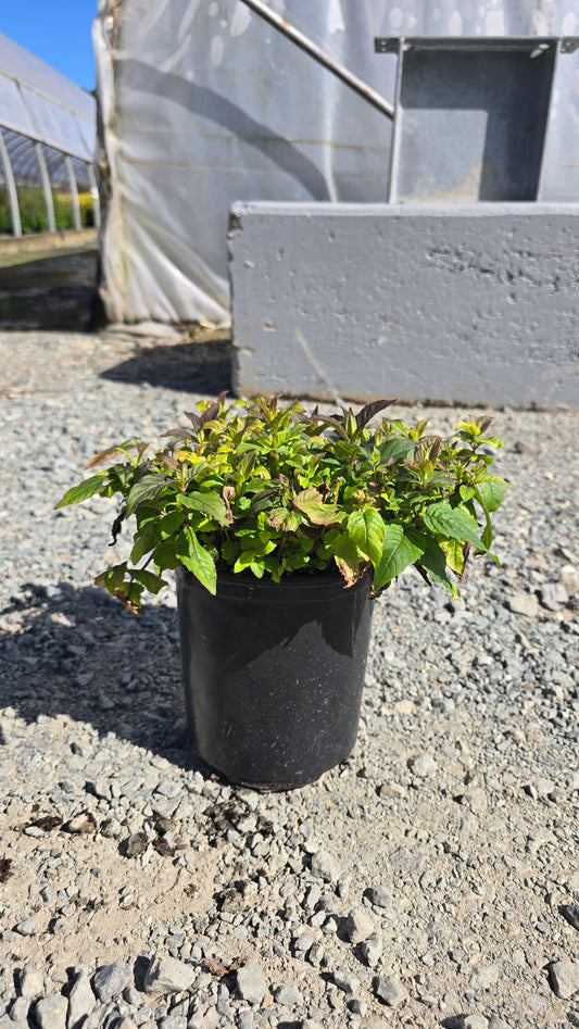 Monarda hybrid Sugar Buzz® 'Rockin' Raspberry' PPAF