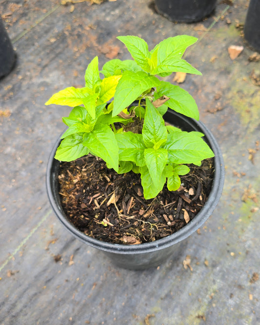 Monarda hybrid 'Fireball' PP14235