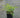 Bright Light Heavenly Bamboo