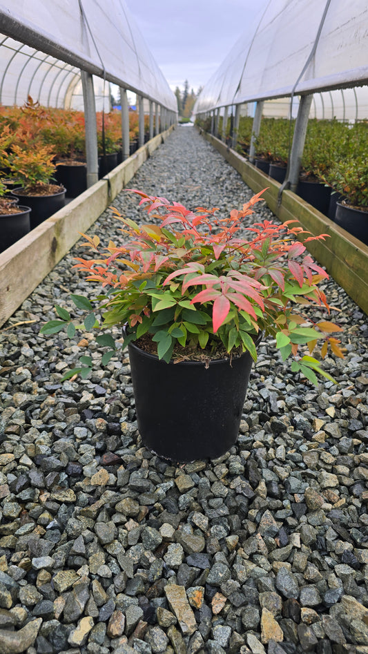 Nandina domestica 'Colorscape'