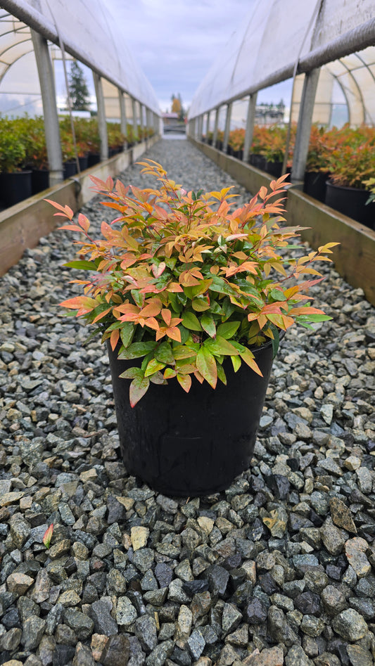 Nandina domestica 'Sunset Boulevard'