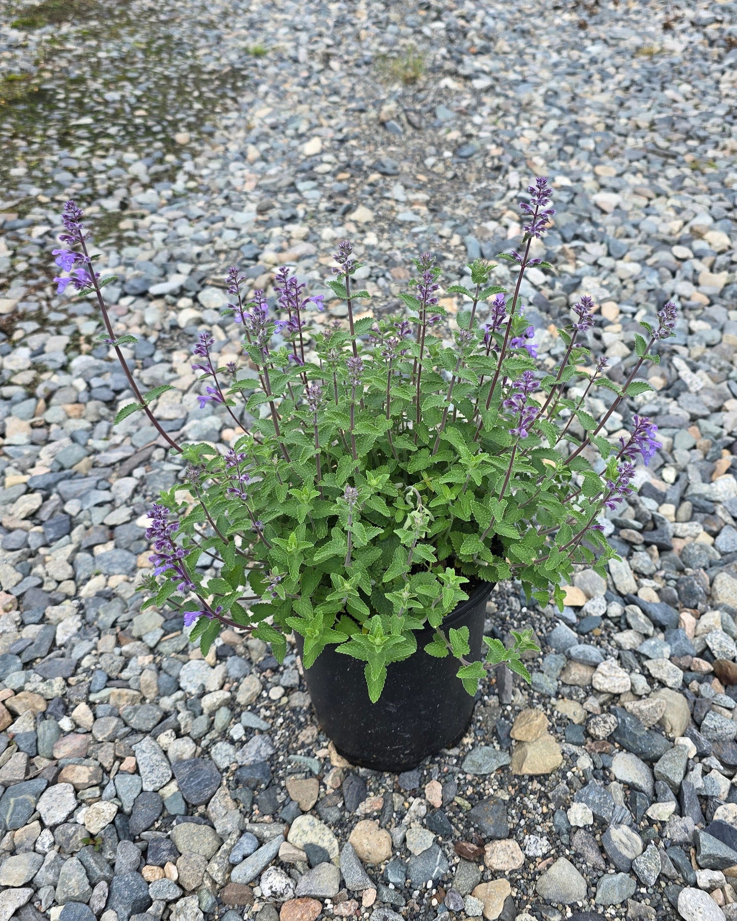 Nepeta hybrid 'Picture Purrfect' PP34502