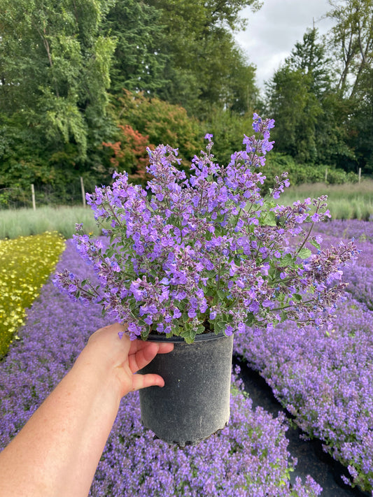 Nepeta hybrid SylvesterBlue™ PP32974