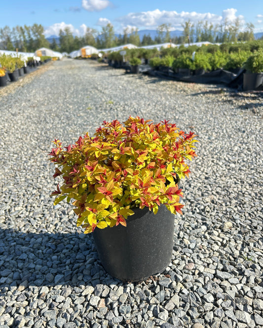 Spiraea japonica Empire™ Northern Lights