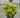 Osmanthus heterophyllus Party Lights™ ('sPg-3-021')
