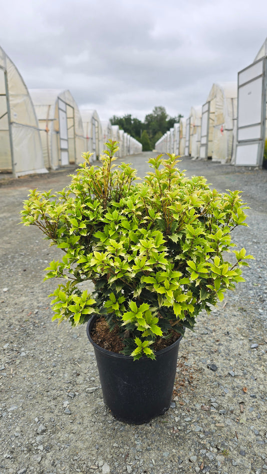 Osmanthus heterophyllus Party Lights™ ('sPg-3-021')