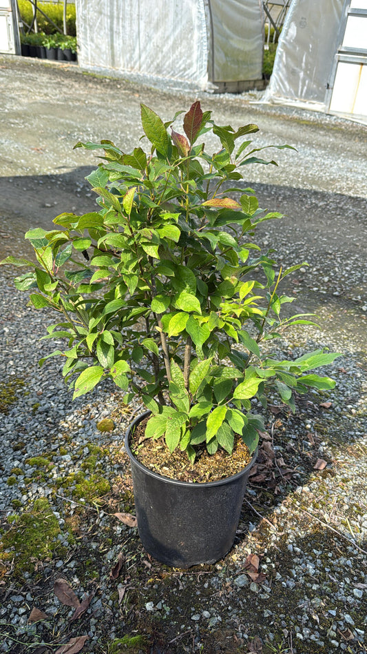 Ilex verticillata