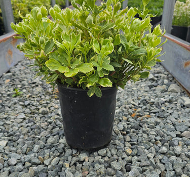 Japanese Pachysandra