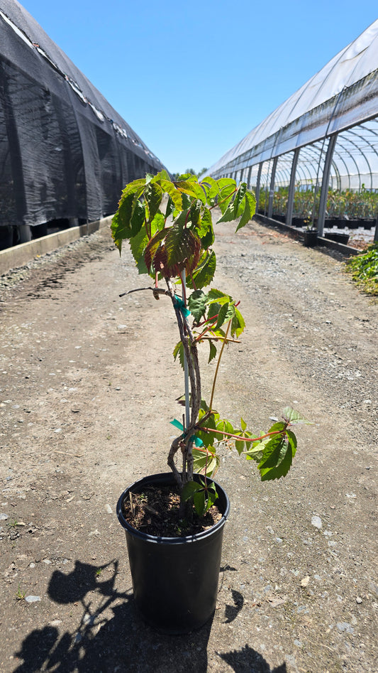Parthenocissus quinquefolia 'Engelmannii'
