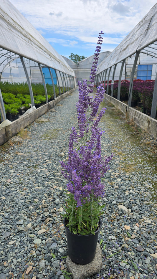 Perovskia atriplicifolia 'Blue Jean Baby' PP29281