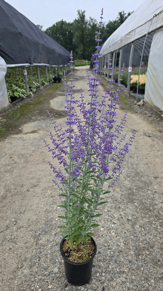 Perovskia atriplicifolia 'Prime Time' PP34304
