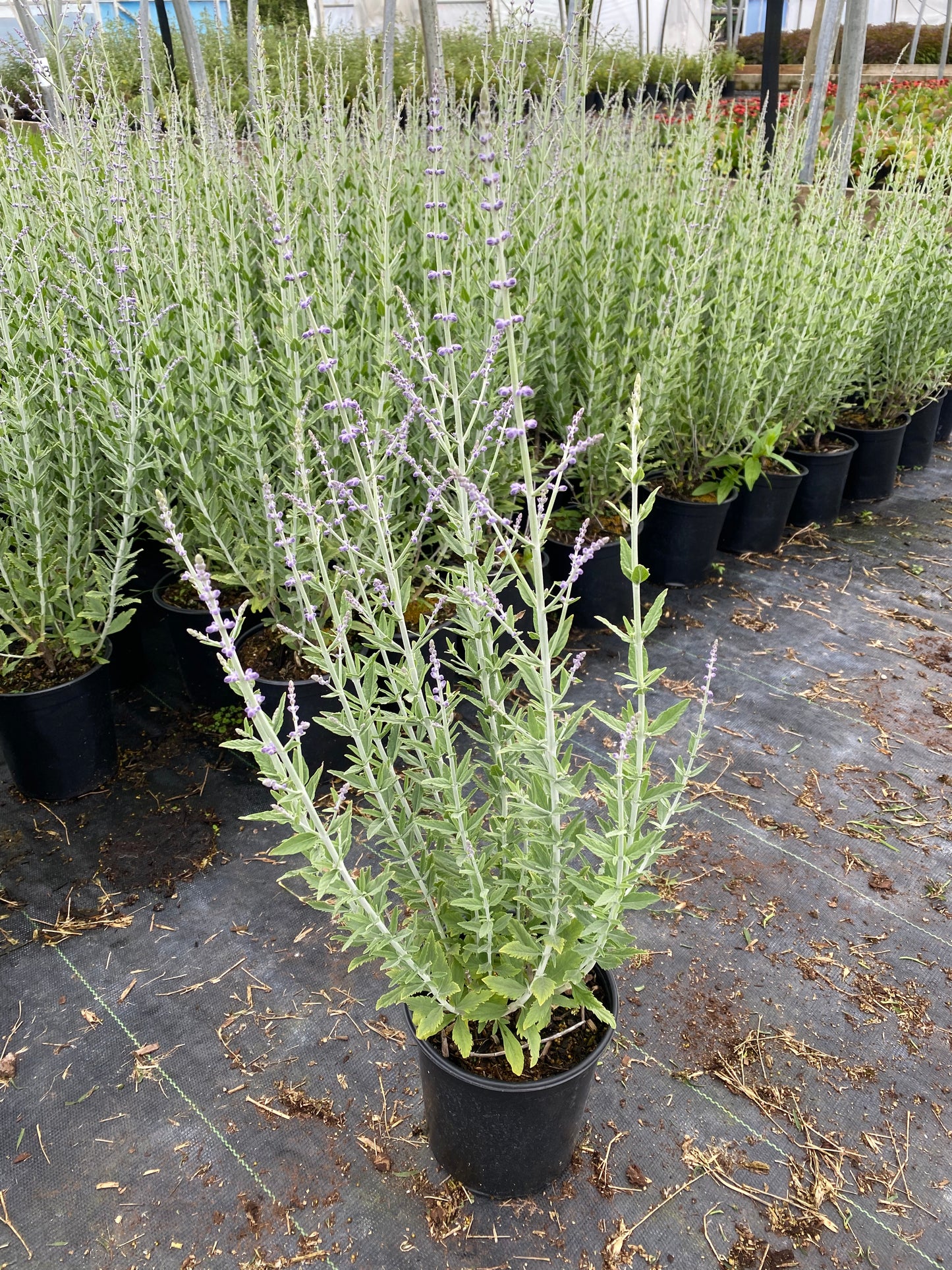Perovskia atriplicifolia 'Silver Sceptre'
