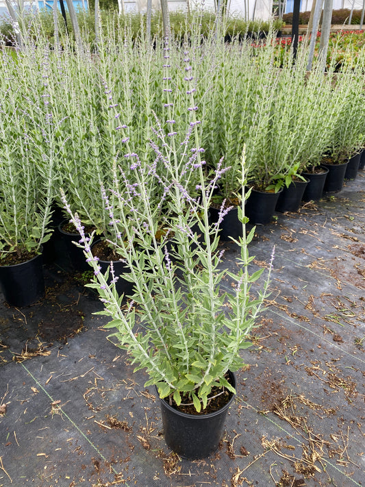 Perovskia atriplicifolia 'Silver Sceptre'