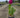 Cherry Crush Garden Phlox