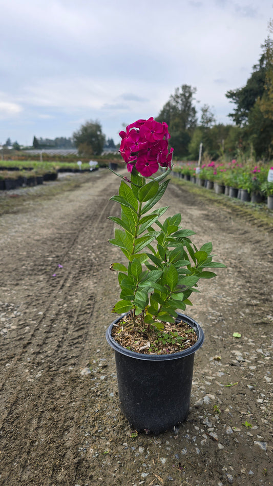 Phlox paniculata Bambini™ Cherry Crush