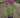 Desire Garden Phlox